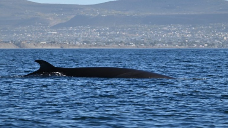 Ballenas sei en Chubut: el hallazgo científico que puede transformar el turismo en Comodoro y Rada Tilly